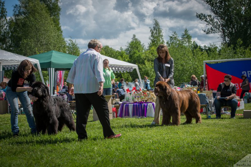 Фото: ньюфаундленд Акватория Келвин Флэш Ройал (Aquatoriya Kelvin Flash Royal), ньюфаундленд Акватория Келвин Ройал Тедди Беар (Aquatoriya Kelvin Royal Teddy Bear)