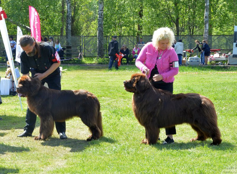 Фото: ньюфаундленд I Follow The Sun de L'Etoile de Cyrice, ньюфаундленд Vaskipuron Hercules Hirmuinen