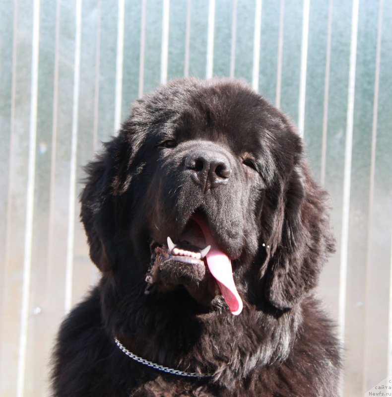 Фотография № 155400