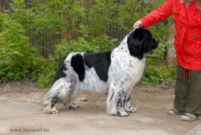 Фотография № 155402