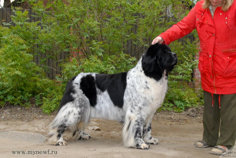 Фото: ньюфаундленд Deshabillez Moi de L'Iliade et L'Odyssee