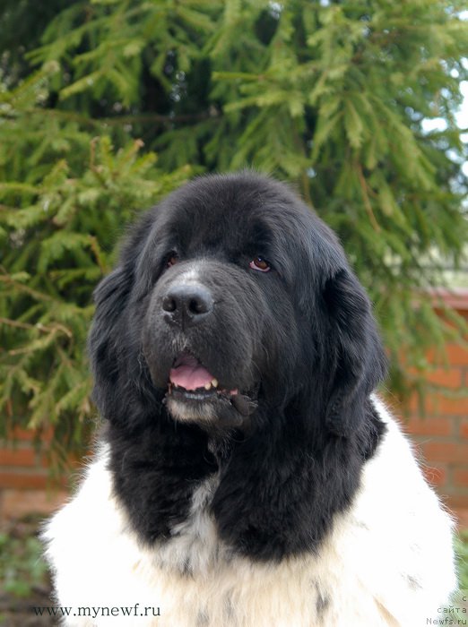 Фото: ньюфаундленд Deshabillez Moi de L'Iliade et L'Odyssee