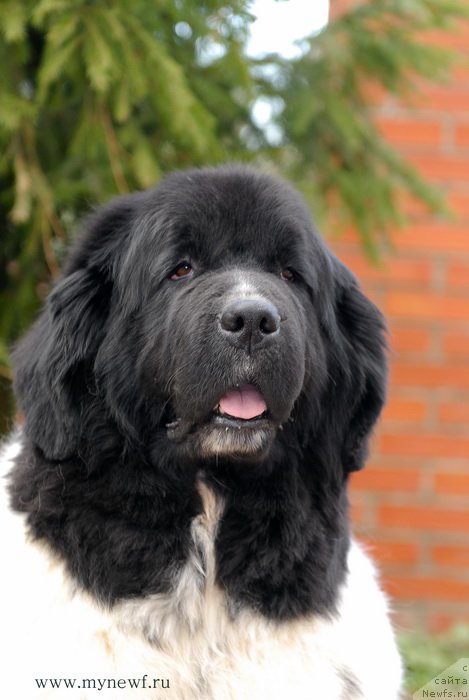 Фото: ньюфаундленд Deshabillez Moi de L'Iliade et L'Odyssee