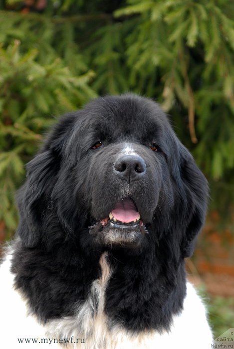 Фото: ньюфаундленд Deshabillez Moi de L'Iliade et L'Odyssee