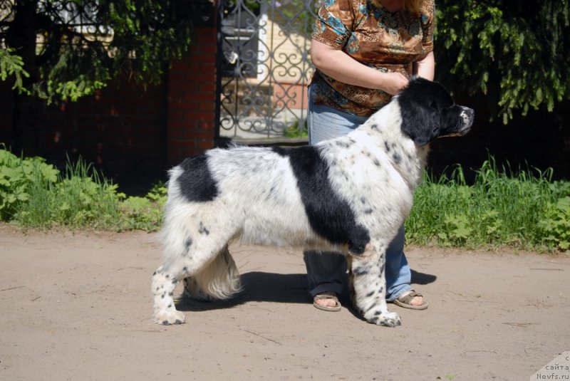 Фото: ньюфаундленд Сент Джонс Евеластинг Лове