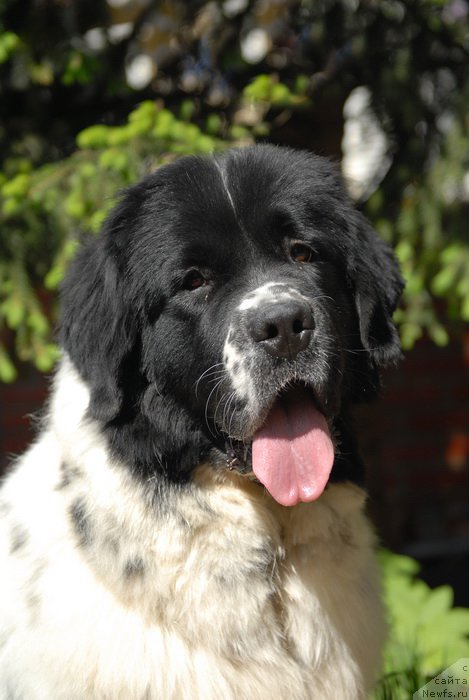 Фото: ньюфаундленд Сент Джонс Евеластинг Лове