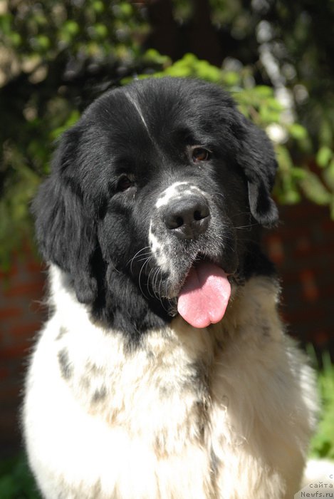 Фото: ньюфаундленд Сент Джонс Евеластинг Лове