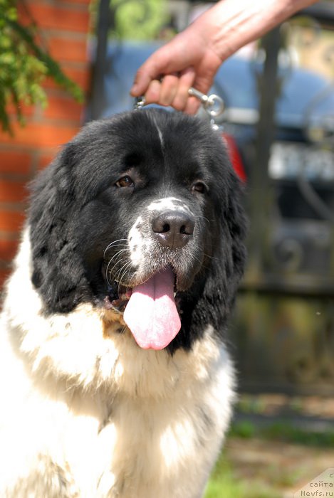 Фотография № 155414