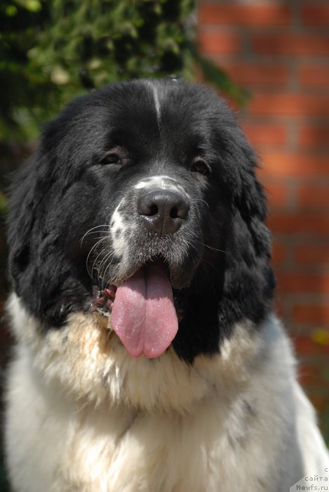 Фото: ньюфаундленд Сент Джонс Евеластинг Лове