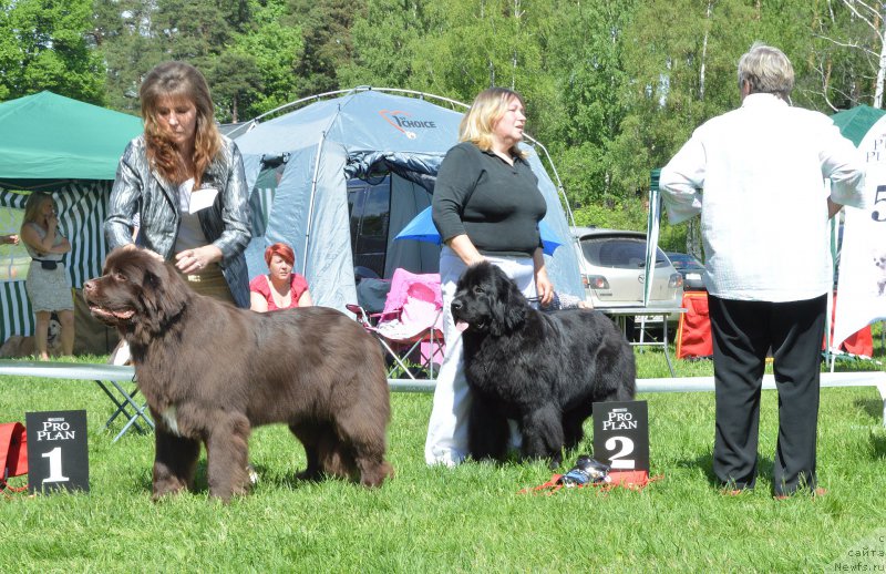 Фото: ньюфаундленд Акватория Келвин Хизер Хани (Aquatoriya Kelvin Heather Honey), ньюфаундленд Бегущая по Волнам Шадэ Колор оф Лифе (Beguschaya po Volnam Shade Color of Life)