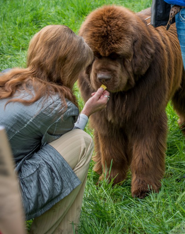 Фото: ньюфаундленд Акватория Келвин Ройал Тедди Беар (Aquatoriya Kelvin Royal Teddy Bear), Юлиана Никифорова