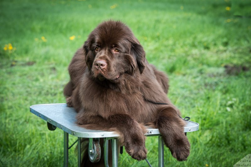 Фото: ньюфаундленд Акватория Келвин Хизер Хани (Aquatoriya Kelvin Heather Honey)