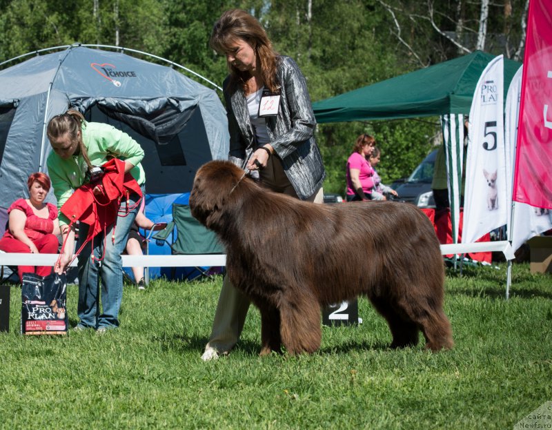 Фото: ньюфаундленд Акватория Келвин Ройал Тедди Беар (Aquatoriya Kelvin Royal Teddy Bear), Юлиана Никифорова