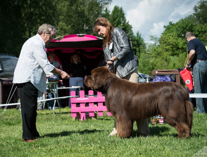Фото: ньюфаундленд Акватория Келвин Ройал Тедди Беар (Aquatoriya Kelvin Royal Teddy Bear), Юлиана Никифорова