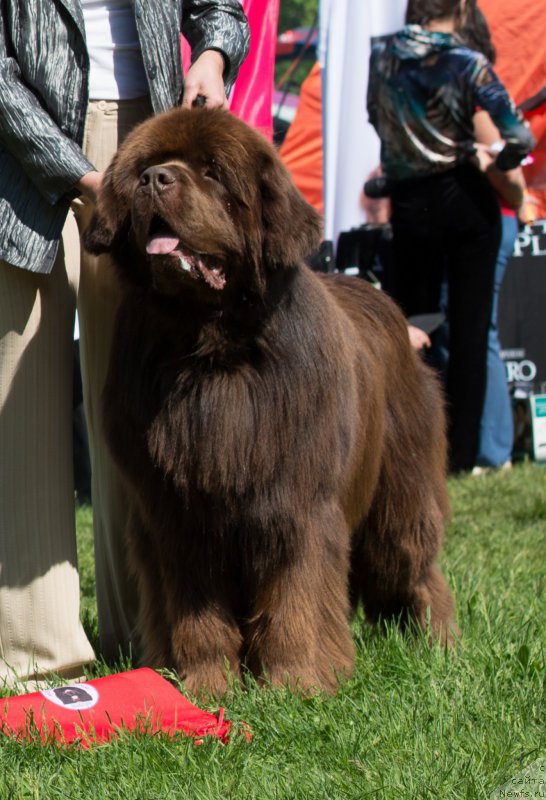 Фото: ньюфаундленд Акватория Келвин Ройал Тедди Беар (Aquatoriya Kelvin Royal Teddy Bear)