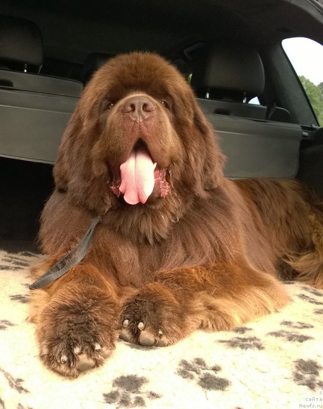 Фото: ньюфаундленд Акватория Келвин Ройал Тедди Беар (Aquatoriya Kelvin Royal Teddy Bear)