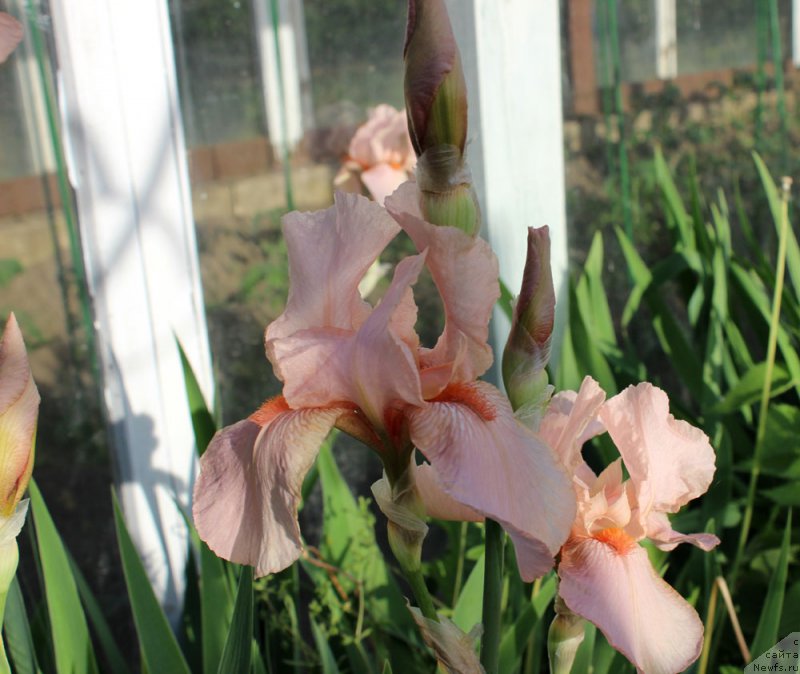 Фотография № 155453