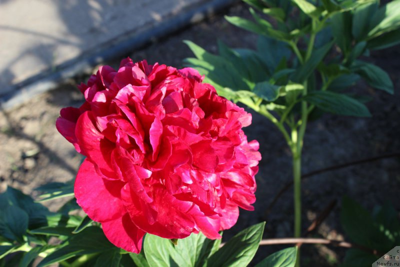 Фотография № 155456