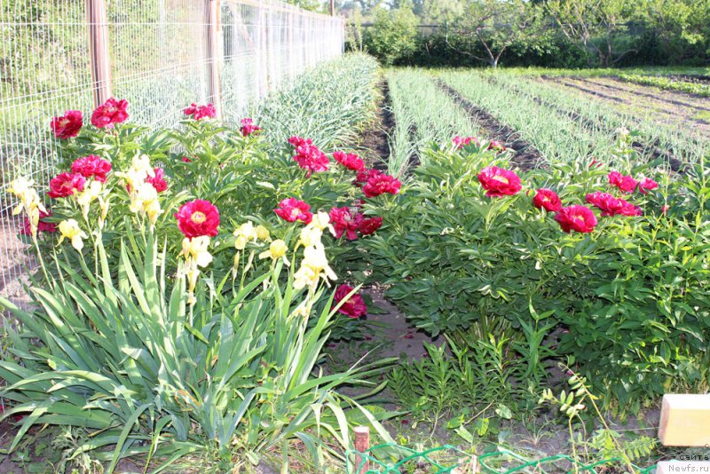 Фотография № 155460