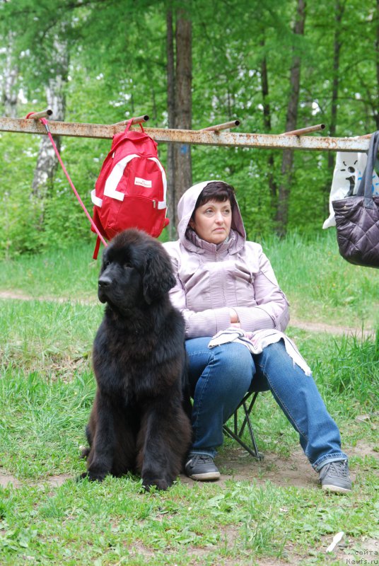 Фото: ньюфаундленд Geneva Moon Bear