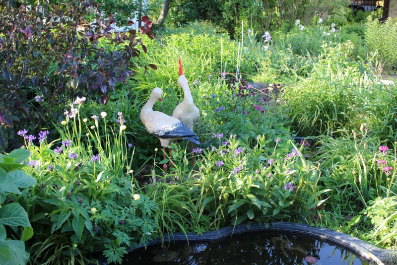 Фотография № 155464