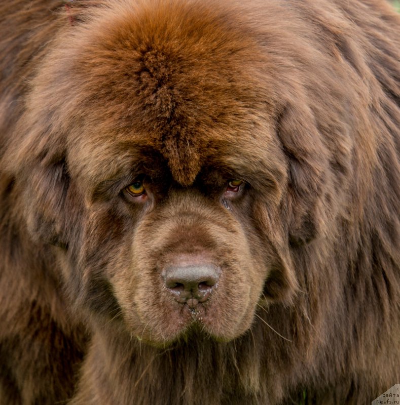 Фото: ньюфаундленд Акватория Келвин Ройал Тедди Беар (Aquatoriya Kelvin Royal Teddy Bear)