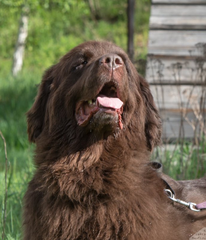 Фото: ньюфаундленд Фанньюф Аурика Абиссиния