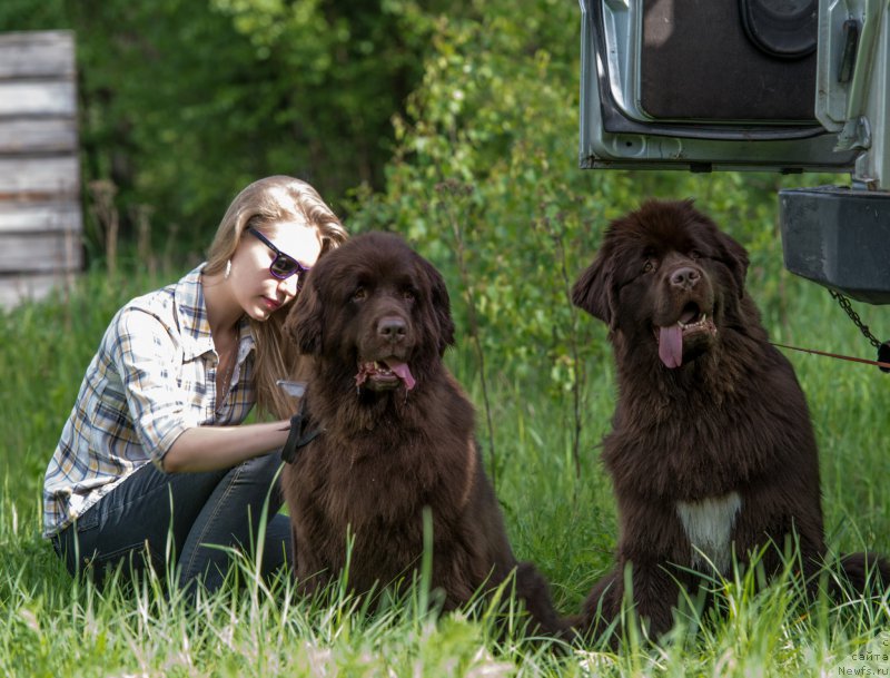 Фото: ньюфаундленд Фанньюф Аурика Абиссиния, ньюфаундленд Акватория Келвин Хизер Хани (Aquatoriya Kelvin Heather Honey), Александра