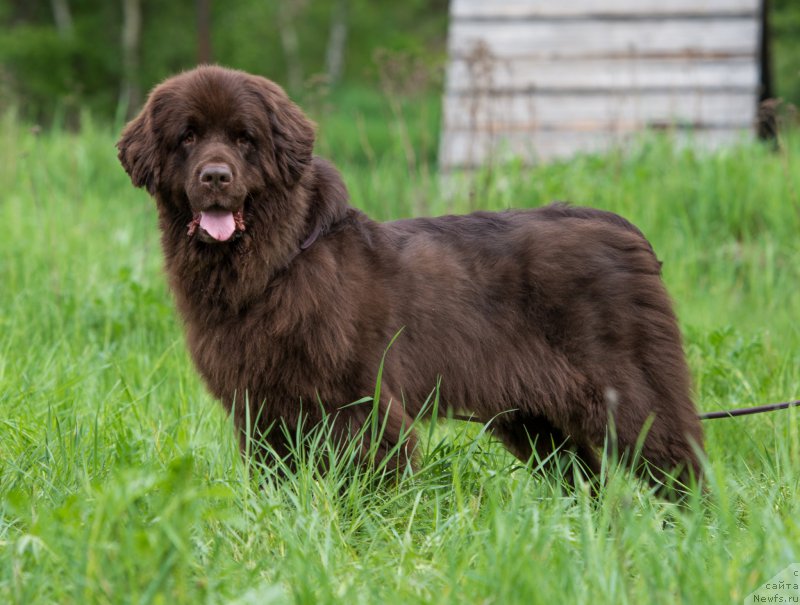 Фото: ньюфаундленд Фанньюф Аурика Абиссиния