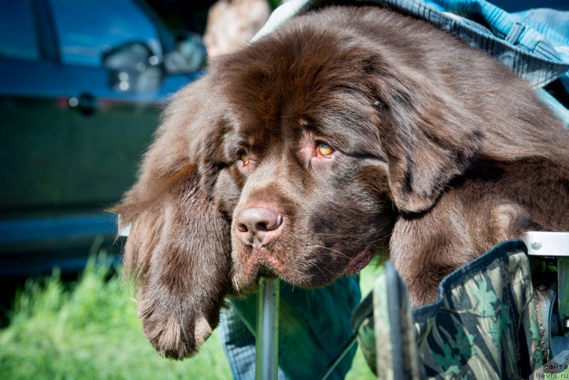 Фото: ньюфаундленд Акватория Келвин Хизер Хани (Aquatoriya Kelvin Heather Honey)