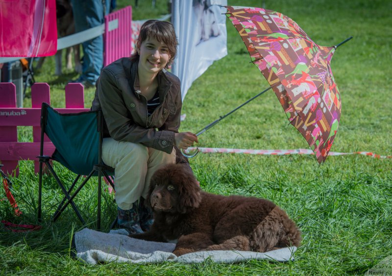 Фото: ньюфаундленд Velyke Malyatko Dnister, Алла Полякова-Готлиб