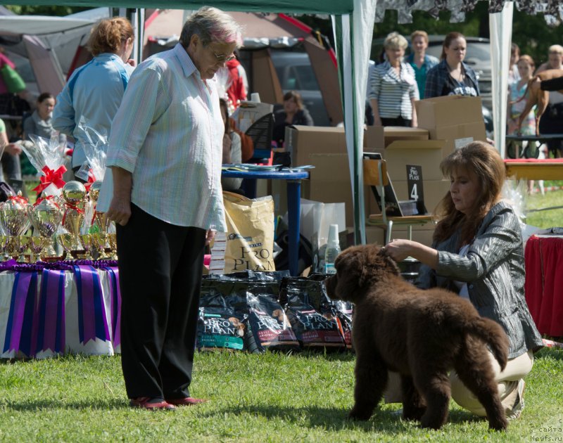 Фото: ньюфаундленд Velyke Malyatko Dnister