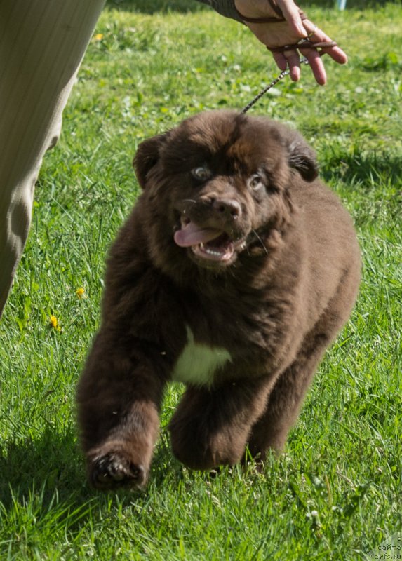 Фото: ньюфаундленд Velyke Malyatko Dnister