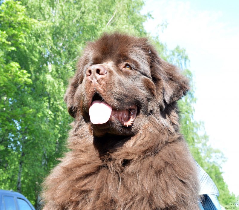 Фотография № 155485