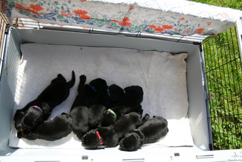 Фото: ньюфаундленд Черная Мафия Шаке анд Плау (Chernaya Mafia Shake and Play), ньюфаундленд Черная Мафия Шродингер Тхеору (Chernaya Mafia Shrodinger Theory), ньюфаундленд Черная Мафия Шорт анд Свеет (Chernaya Mafia Short and Sweet), ньюфаундленд Черная Мафия Шенген Виза (Chernaya Mafia Shengen Visa), ньюфаундленд Черная Мафия Ше ис а Ладу (Chernaya Mafia She is a Lady), ньюфаундленд Черная Мафия Шапе оф му Хеарт (Chernaya Mafia Shape of my Heart), ньюфаундленд Черная Мафия Шот ин тхе Дарк (Chernaya Mafia Shot in the Dark)