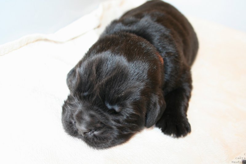 Фото: ньюфаундленд Черная Мафия Шенген Виза (Chernaya Mafia Shengen Visa)