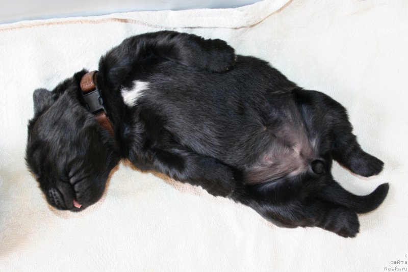 Фото: ньюфаундленд Черная Мафия Шенген Виза (Chernaya Mafia Shengen Visa)