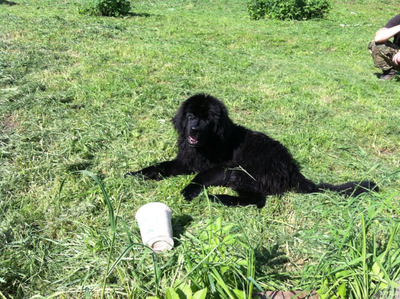 Фотография № 155493