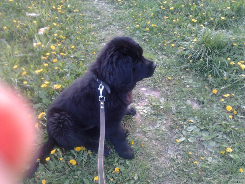 Фотография № 155499