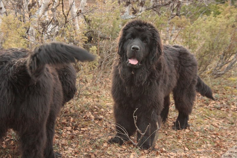 Фото: ньюфаундленд Анабелле Квин оф зэ Моунтайнс