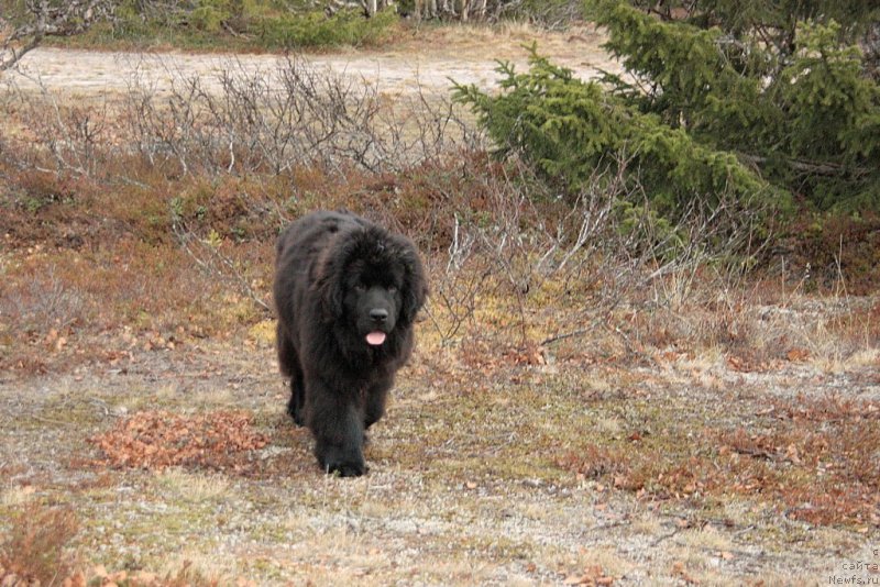 Фото: ньюфаундленд Анабелле Квин оф зэ Моунтайнс