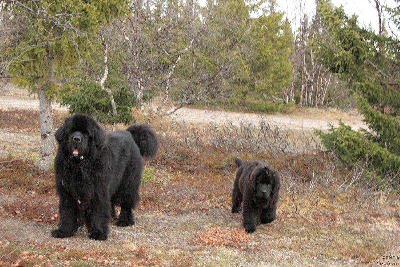 Фото: ньюфаундленд Бегущая по Волнам Зеро Коол, ньюфаундленд Анабелле Квин оф зэ Моунтайнс