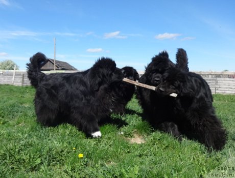 Фото: ньюфаундленд Promise To Love Midnight Bear, ньюфаундленд Фелиция, ньюфаундленд Блэк Долли Пейв Блэк (Blek Dolli Peyv Black)