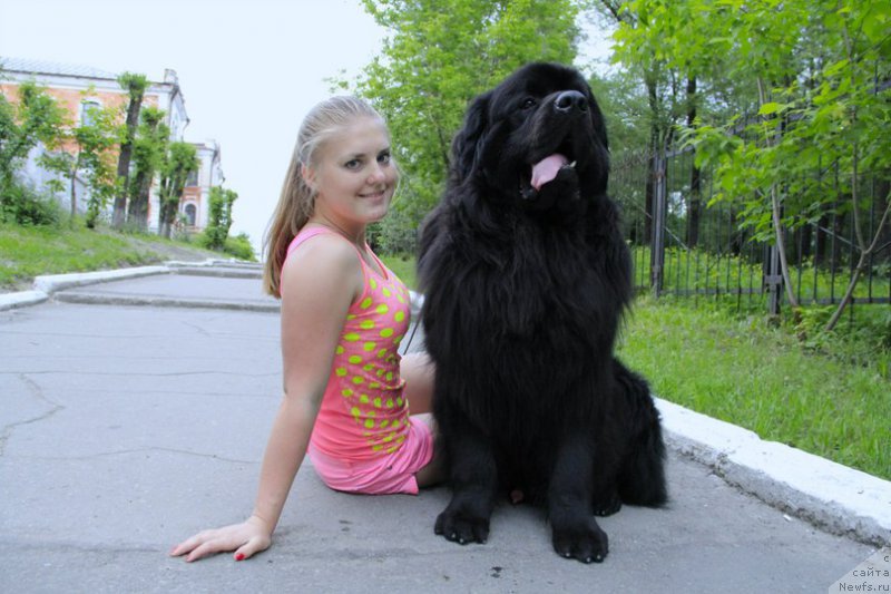 Фото: ньюфаундленд Акватория Келвин Шедевр