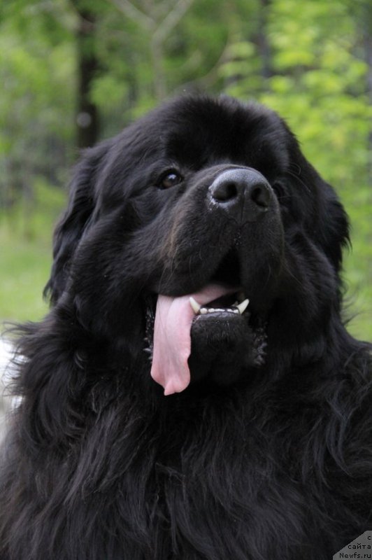 Фото: ньюфаундленд Акватория Келвин Шедевр