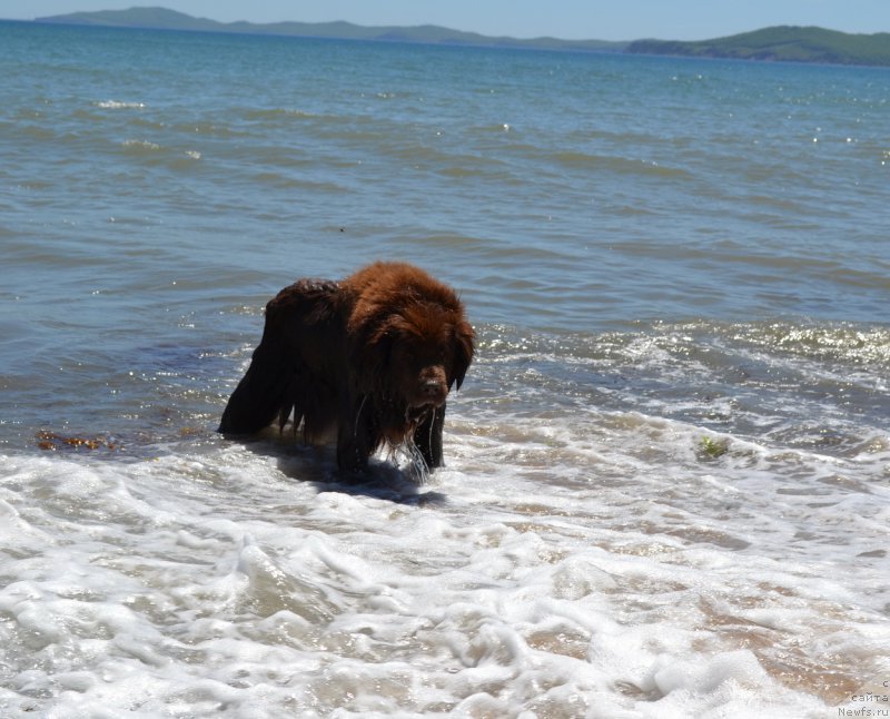 Фото: ньюфаундленд Аркадия Виват Арбона