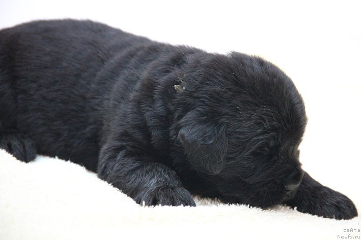 Фото: ньюфаундленд Ялианна с Берега Дона (Yalianna s Berega Dona)