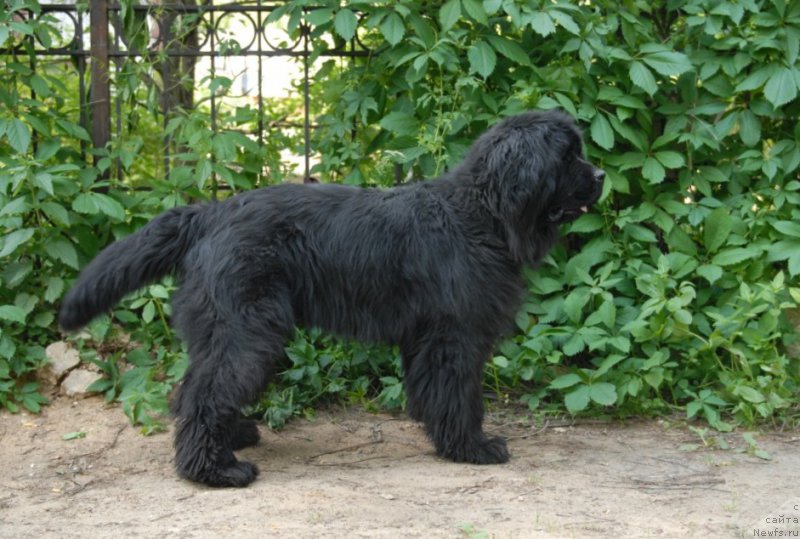 Фото: ньюфаундленд Сент Джонс Эдем ин май Хеарт