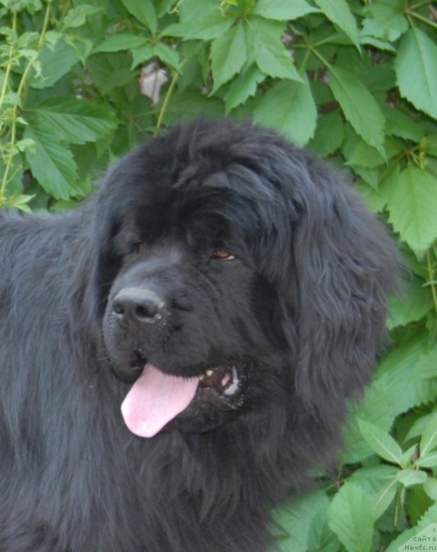 Фотография № 155562