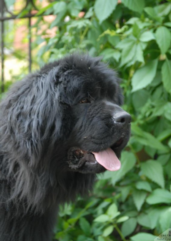 Фотография № 155563